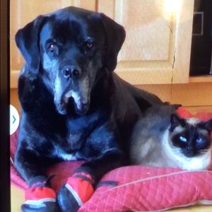 Meet your Posher, Leslie